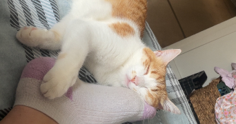 maylis pet sitter à Montauban 82000_1
