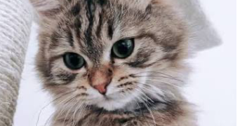 lana pet sitter à MARSEILLE 08 13008_0