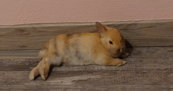 celia pet sitter à BESANCON 25000_1