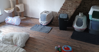 stéphanie pet sitter à DEULEMONT 59890_5