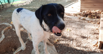 audrey pet sitter à CERGY 95800_6