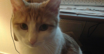 yacine pet sitter à GRABELS 34790_6