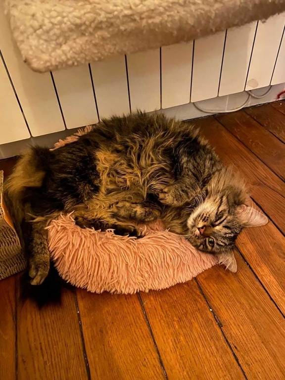 Axelle pet sitter à Montreuil  93100_1