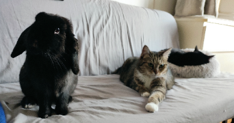olivier pet sitter à VANVES 92170_1
