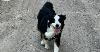 camille pet sitter à Montpellier 34090_3