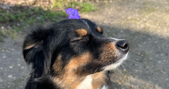 anaïs pet sitter à La Bresse 88250_1