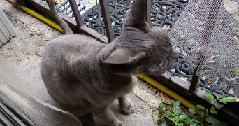 françoise pet sitter à AVIGNON 84000_4