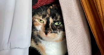 rebecca pet sitter à ACHERES 78260_3