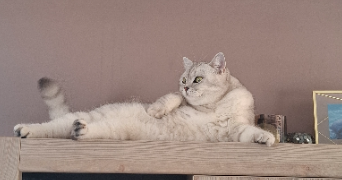 orane pet sitter à BORDEAUX 33000_1