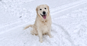 alicia pet sitter à ROUEN 76000_1