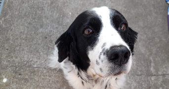 juliette pet sitter à PORNIC 44210_2