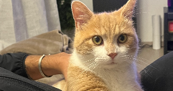 Mailys pet sitter à VEZIN LE COQUET 35132_4