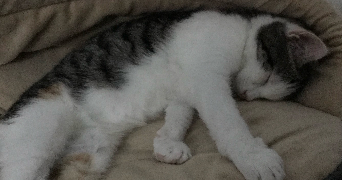 sophia pet sitter à NICE 06100_1