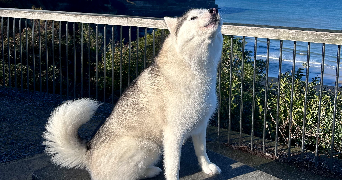 constance pet sitter à CHENNEVIERES SUR MARNE 94430_1