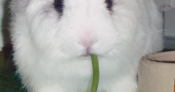 natacha pet sitter à VIROFLAY 78220_0