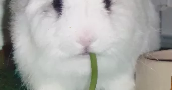 natacha pet sitter à VIROFLAY 78220