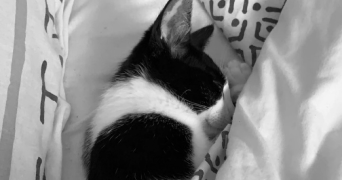 angelina pet sitter à LIMOGES 87100_1
