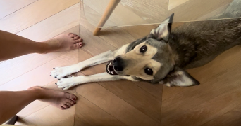 chloé pet sitter à MARSEILLE 02 13002_1
