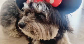 cyrielle pet sitter à SURESNES 92150_18