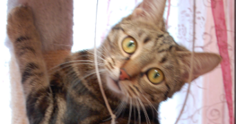 emmanuelle pet sitter à PARIS 17 75017_3