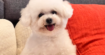peiyi pet sitter à CHAMBERY 73000_5