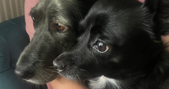 lilou pet sitter à LYON 03 69003_2
