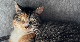 mélissa pet sitter à NANTES 44000_3