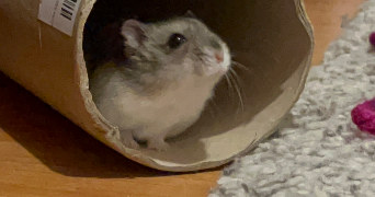 claude pet sitter à BRUMATH 67170_5