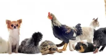 amandine pet sitter à COUCHEY 21160