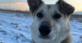 Eva pet sitter à Nancy 54000_11