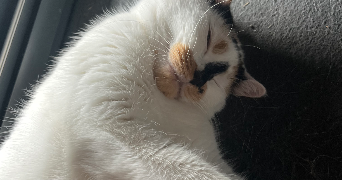 luna pet sitter à BOIS GUILLAUME 76230_8