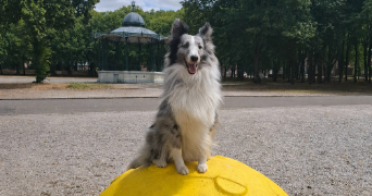 armelle pet sitter à DREUIL LES AMIENS 80470_4