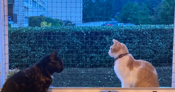 helene pet sitter à Le Chesnay 78150_15