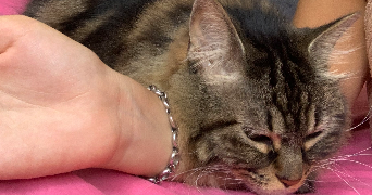 léa pet sitter à MONTPELLIER 34000_2