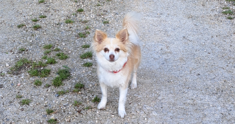 sabrina pet sitter à NIORT 79000_7