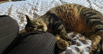 zoé pet sitter à MONTPELLIER 34000_7