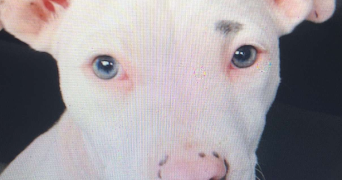 djehida pet sitter à BAGNEUX 92220_2