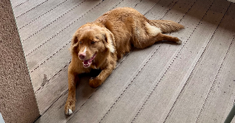 romain pet sitter à TOULOUSE 31300_5
