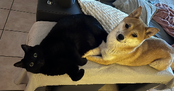 hugo pet sitter à NEUVILLE DE POITOU 86170_5