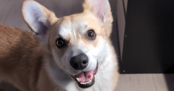 charlotte dog sitter à L ISLE ADAM 95290_2