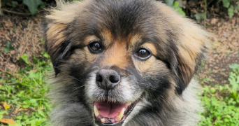 célia pet sitter à PREMESQUES 59840_1