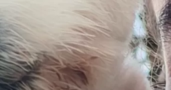 stacy pet sitter à VITRY SUR SEINE 94400