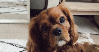 julie pet sitter à BORDEAUX 33000_5