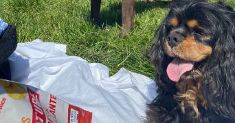 nathan dog sitter à NEUILLY SUR SEINE 92200_2