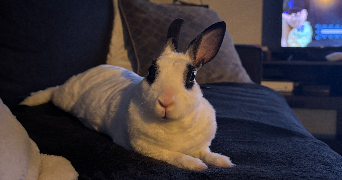 sihem pet sitter à VILLIEU LOYES MOLLON 01800_2