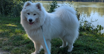 camille pet sitter à Sotteville-lès-Rouen 76300_9