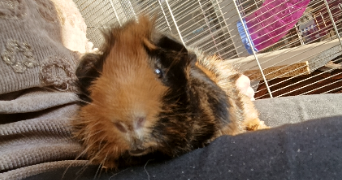 anais pet sitter à LA CRAU 83260_4