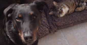 brigitte pet sitter à PERSAN 95340_1