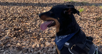 marjorie pet sitter à CALUIRE ET CUIRE 69300_4