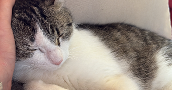 nadja pet sitter à MALANSAC 56220_2